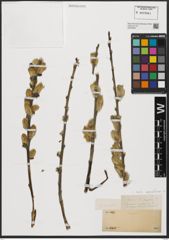 Foto von Salix aegyptiaca L.